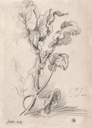 Étude de plante